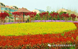 入目皆陽光 四處有詩意| 陽光園林邀您“云賞春”