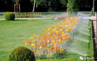 澆水學(xué)三年，苗木澆水的學(xué)問大著呢！